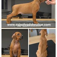 Cuccioli di Rhodesian ridgeback