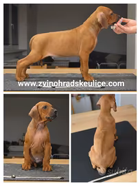 Cuccioli di Rhodesian ridgeback