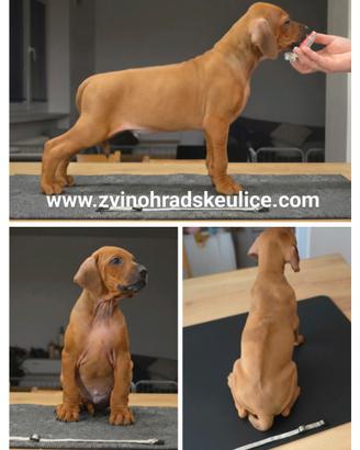 Cuccioli di Rhodesian ridgeback