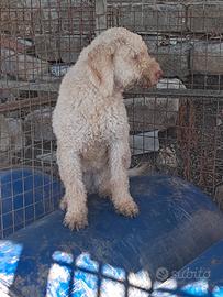 Cani da tartufo