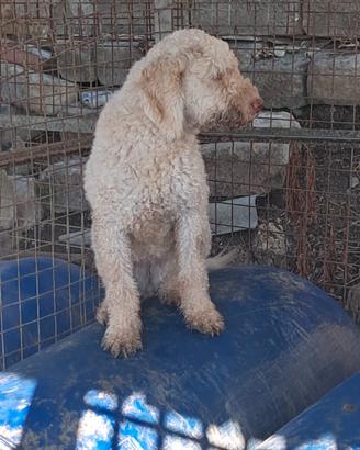 Cani da tartufo