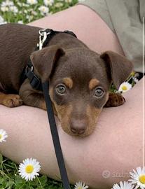 Pinscher