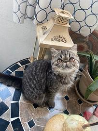 Gatto exotic shorthair tabby brown