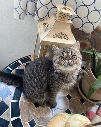 Gatto exotic shorthair tabby brown