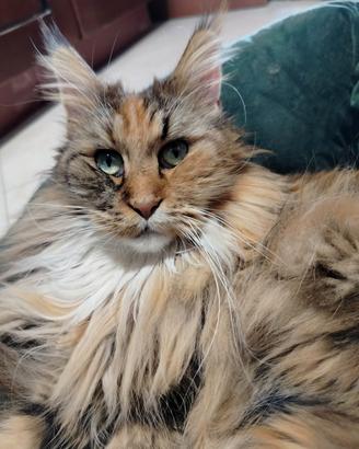 maine coon