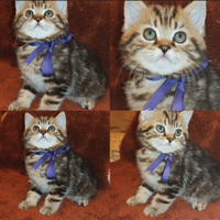 Gattina British shorthair