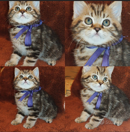 Gattina British shorthair