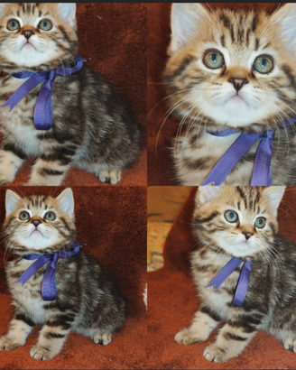 Gattina British shorthair