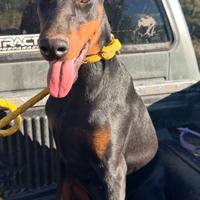 Dobermann