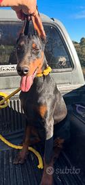 Dobermann