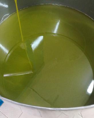 cultivar ottobratico 