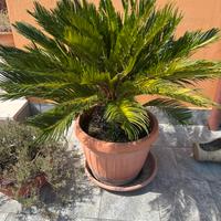 Bellisime cycas
