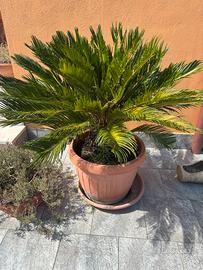Bellisime cycas