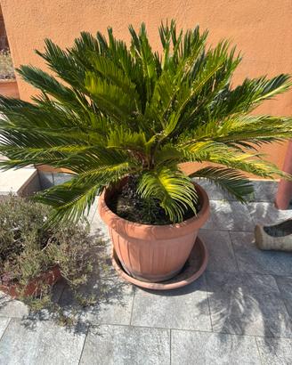 Bellisime cycas
