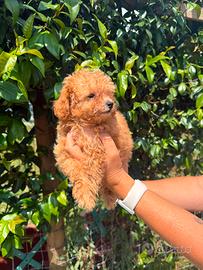 Cuccioli di barboncino
