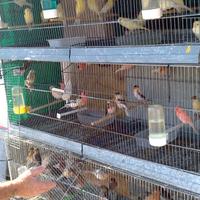 Canarini portoghesi 15 l'uno