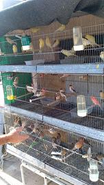 Canarini portoghesi 15 l'uno