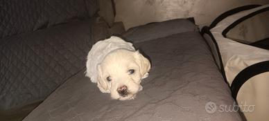 Maltipoo