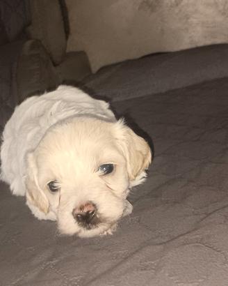 Maltipoo