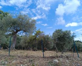 Terreno Castiglione in Teverina