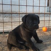 Cuccioli Cane Corso top