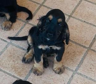Cocker spaniel inglese