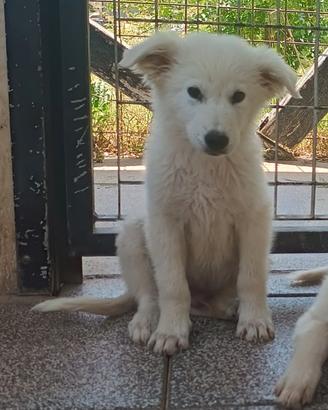 Tre simpatici maremmanini in adozione