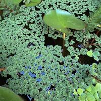 Azolla caroliniana, pianta galleggiante
