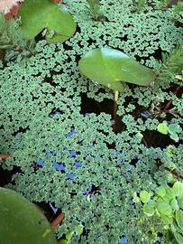 Azolla caroliniana, pianta galleggiante
