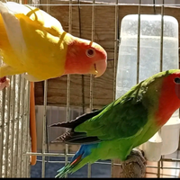 Coppia inseparabili 3889812877