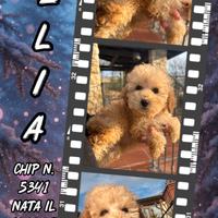 Barboncina albicocca _ DELIA