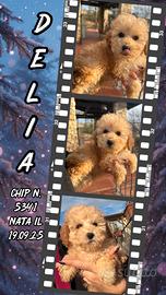 Barboncina albicocca _ DELIA