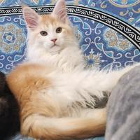 Maine coon maschio