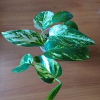 Golden Pothos