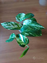 Golden Pothos