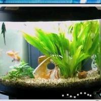 Acquario in cristallo di 50 Lt. ad angolo