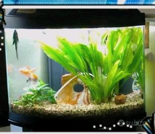 Acquario in cristallo di 50 Lt. ad angolo