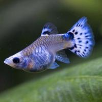 Guppy, Blu Koi, Shortbody - Coppia