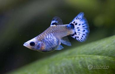 Guppy, Blu Koi, Shortbody - Coppia