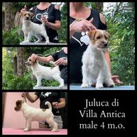 Cucciolo di Jack Russell terrier