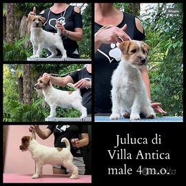 Cucciolo di Jack Russell terrier