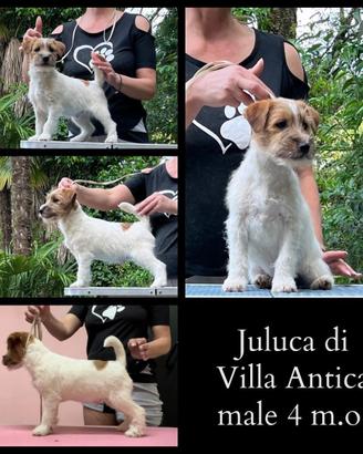 Cucciolo di Jack Russell terrier