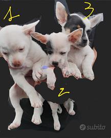 Cucciole pinscher