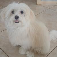 Maltesina toy italiana, nata il 14 febbraio 2025