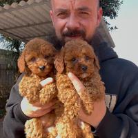 Cuccioli di barboncino nani e toy