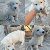 Cuccioli di pastore maremmano abruzzese