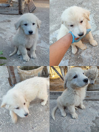 Cuccioli di pastore maremmano abruzzese