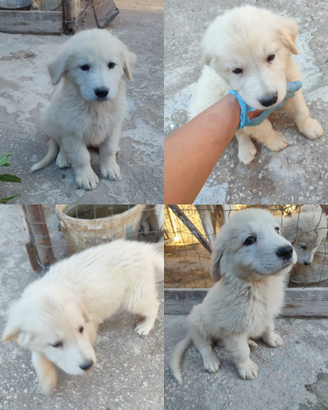 Cuccioli di pastore maremmano abruzzese