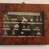 Quadretto con fossili denti