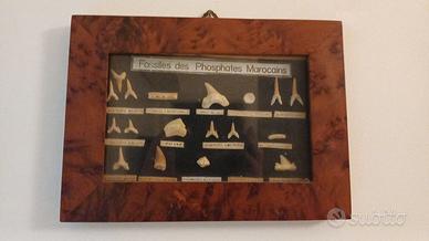 Quadretto con fossili denti